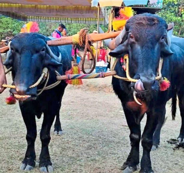 ಅತೀ ವೇಗದ ಓಟದಲ್ಲಿ ಇತಿಹಾಸ ರಚಿಸಿದ 80 ಬಡಗಬೆಟ್ಟು ಕೋಣಗಳು – ಕಂಬಳದಲ್ಲಿ ಸಾರ್ವಕಾಲಿಕ ದಾಖಲೆ